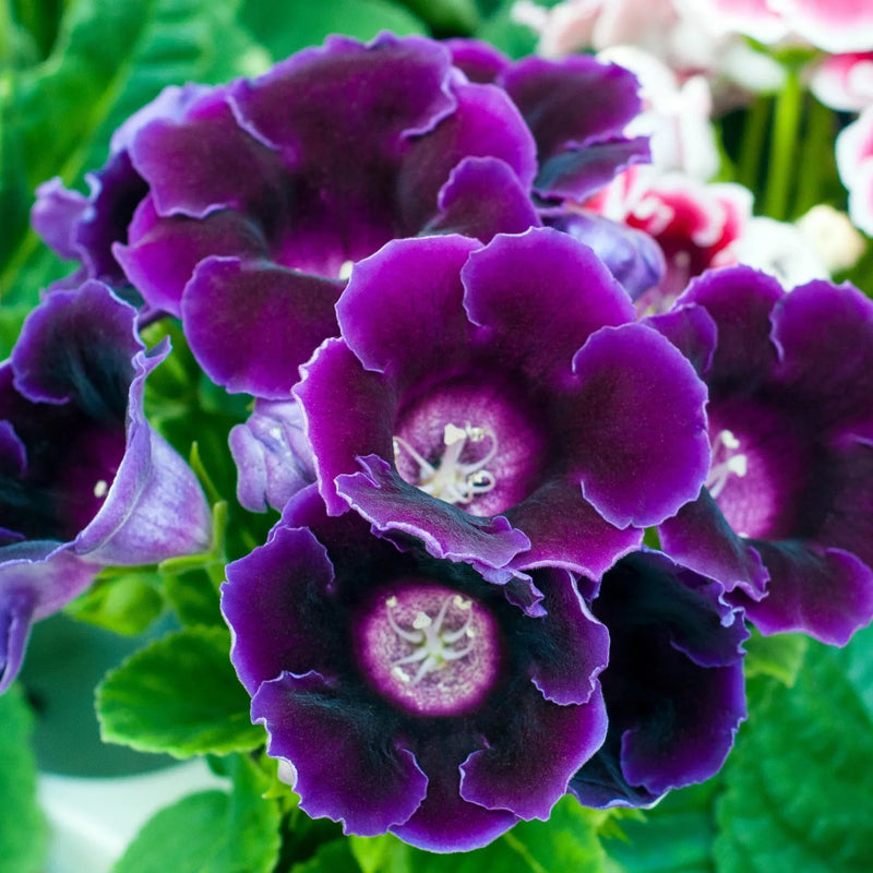 Dark lila gloxinia blume samen for anpflanzung royal variety