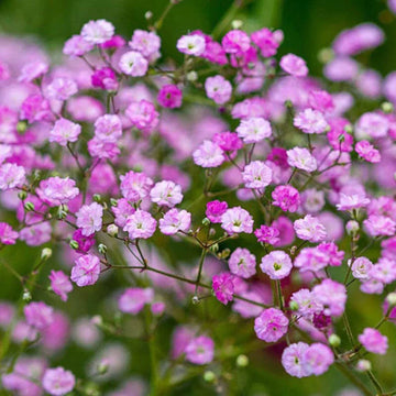 Dark lila gypsophila blume samen for anpflanzung