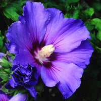 Dark lila hibiscus blume samen for anpflanzung