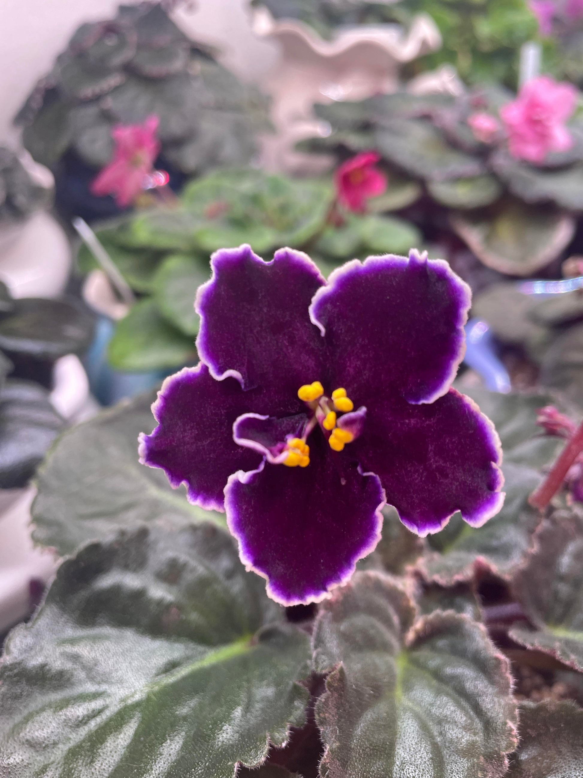 African Violett Blumensamen zur Aussaat – Garten beliebt – Traditionssorte & ohne Gentechnik Samen Hausgarten