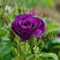 Dark violet roses wachsend in a garten setting