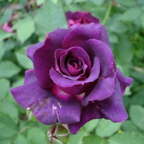 Dark lila rose blume samen for anpflanzung