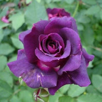 Dark lila rose blume samen for anpflanzung