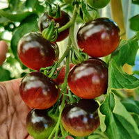 Dark lila antioxidant-rich tomatoes in garten