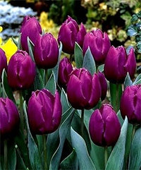 Dark lila tulip blume samen for anpflanzung