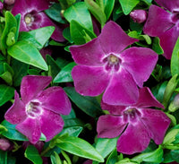 Dark lila vinca blume samen for anpflanzung