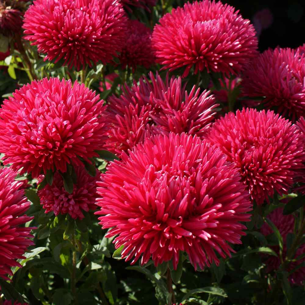 Dark rot aster blume samen for bold garten blooms