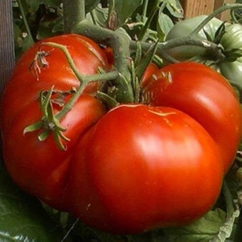 Dark red big huge tomato samen für aussaat
