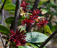 Star Anise Samen zur Aussaat – zur eigenen Anzucht von Star Anise Blume