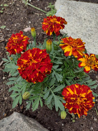 Dark rot marigold samen for anpflanzung