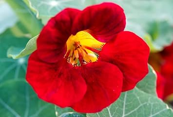 Dark rot nasturtium blume samen for anpflanzung
