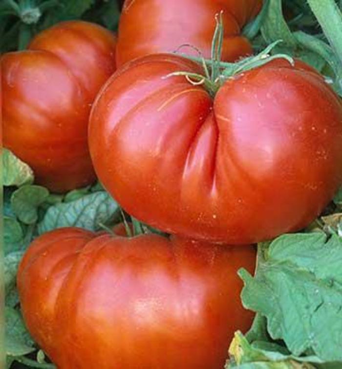 Dark red tomato pflanze with developing fruit