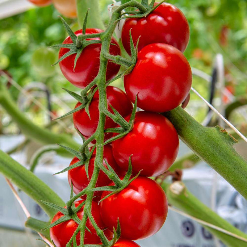 Dark red tomato samen für aussaat in backyard gardens, non gmo variety