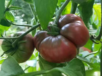Dark tomato variety wachsend in home garten aus samen