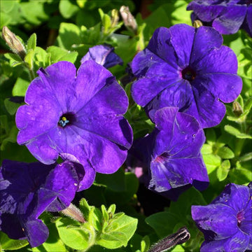 Dark violet hanging petunia samen for anpflanzung