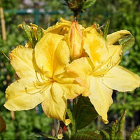 Dark gelb azalea blume samen for anpflanzung