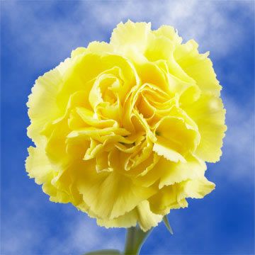 Dark gelb carnation blume samen for garten anpflanzung