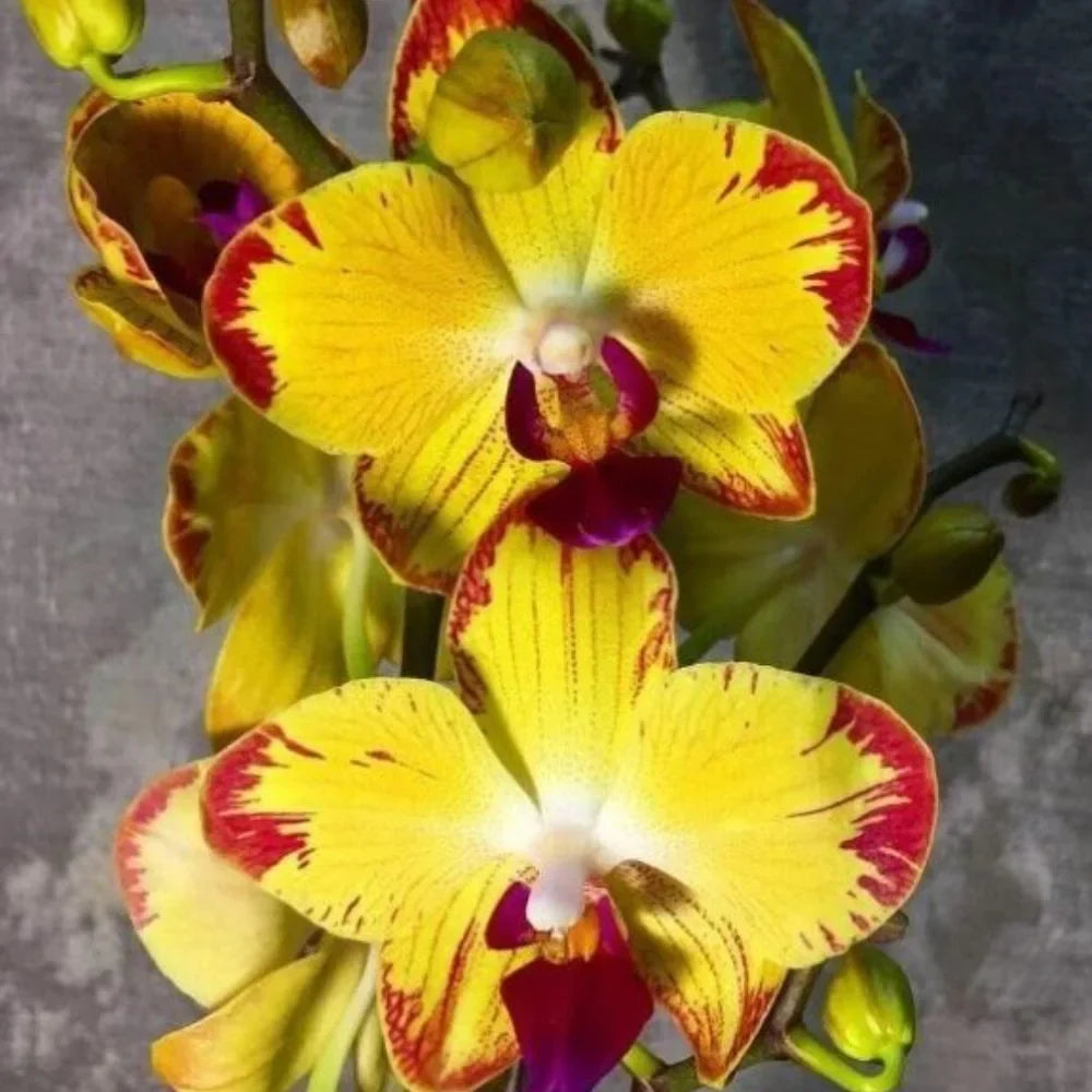 Dark gelb orchid blume samen for anpflanzung