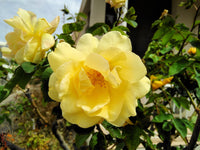 Dark gelb rosa xanthina blume samen for anpflanzung