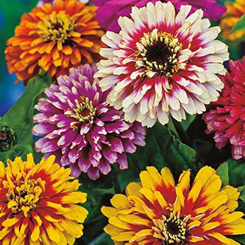 Dark gelb zinnia blume samen for anpflanzung