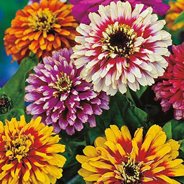 Dark gelb zinnia blume samen for anpflanzung