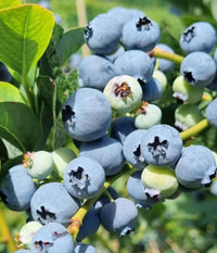 Blaue Vaccinium corymbosum Samen für einfaches Anpflanzen