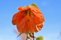 Abutilon Blumensamen zur Aussaat hochwertige Qualitäts- Traditionssorte & ohne Gentechnik Samen Hausgarten