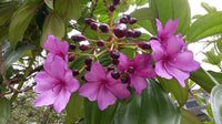 Meriania Nobilis Blumensamen zur Aussaat Garten beliebt Traditionssorte & ohne Gentechnik Samen Hausgarten