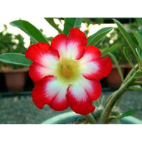 Rot (rot weiß) samen for anpflanzung in home garten