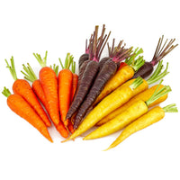 Multi-colored carrot seedlings sprouting aus non gmo daucus carota samen