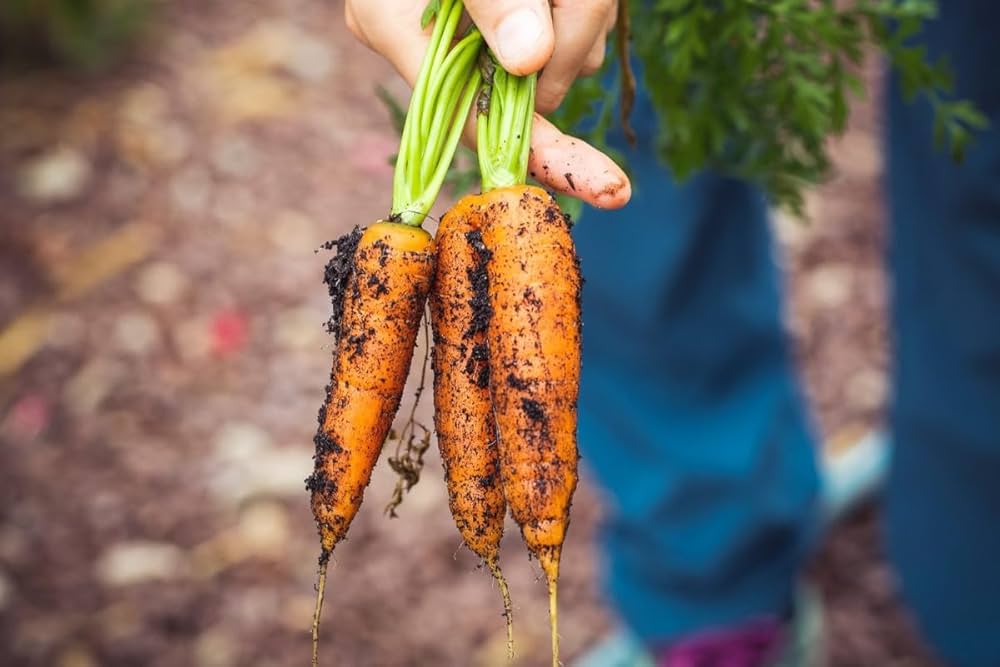 Carrot seedlings sprouting aus non gmo daucus carota samen