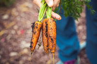 Carrot seedlings sprouting aus non gmo daucus carota samen
