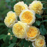 Gelb und Weiß Rose Blumensamen Aussaat farbenfroh Gärten