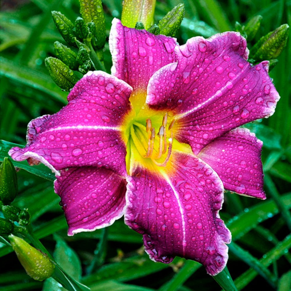 Weiß Violett Hemerocallis Blumensamen zur Aussaat – kompakt Wuchs – Traditionssorte & ohne Gentechnik Samen Hausgarten