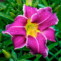 Weiß Violett Hemerocallis Blumensamen zur Aussaat – kompakt Wuchs – Traditionssorte & ohne Gentechnik Samen Hausgarten