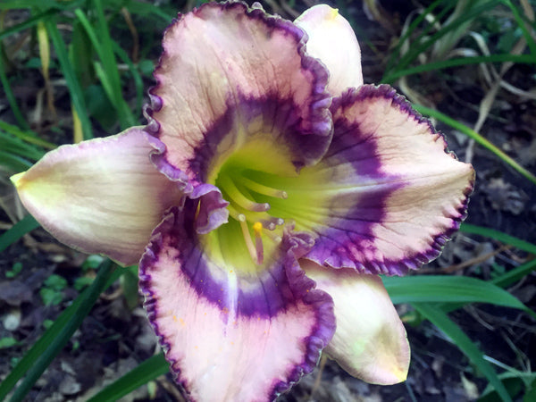 Weiß violet hemerocallis samen for anpflanzung