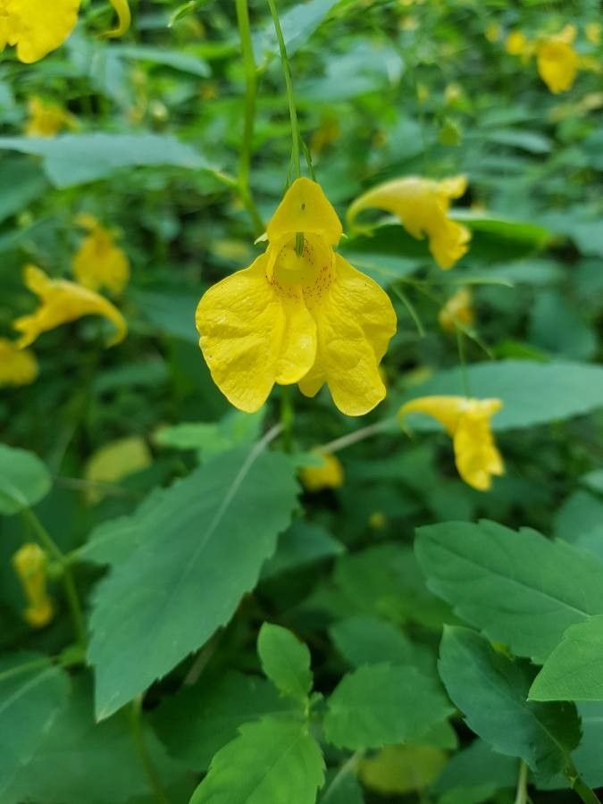 Impatiens (impatiens balsamine) samen for anpflanzung in home garten