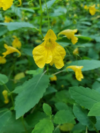 Impatiens (impatiens balsamine) samen for anpflanzung in home garten