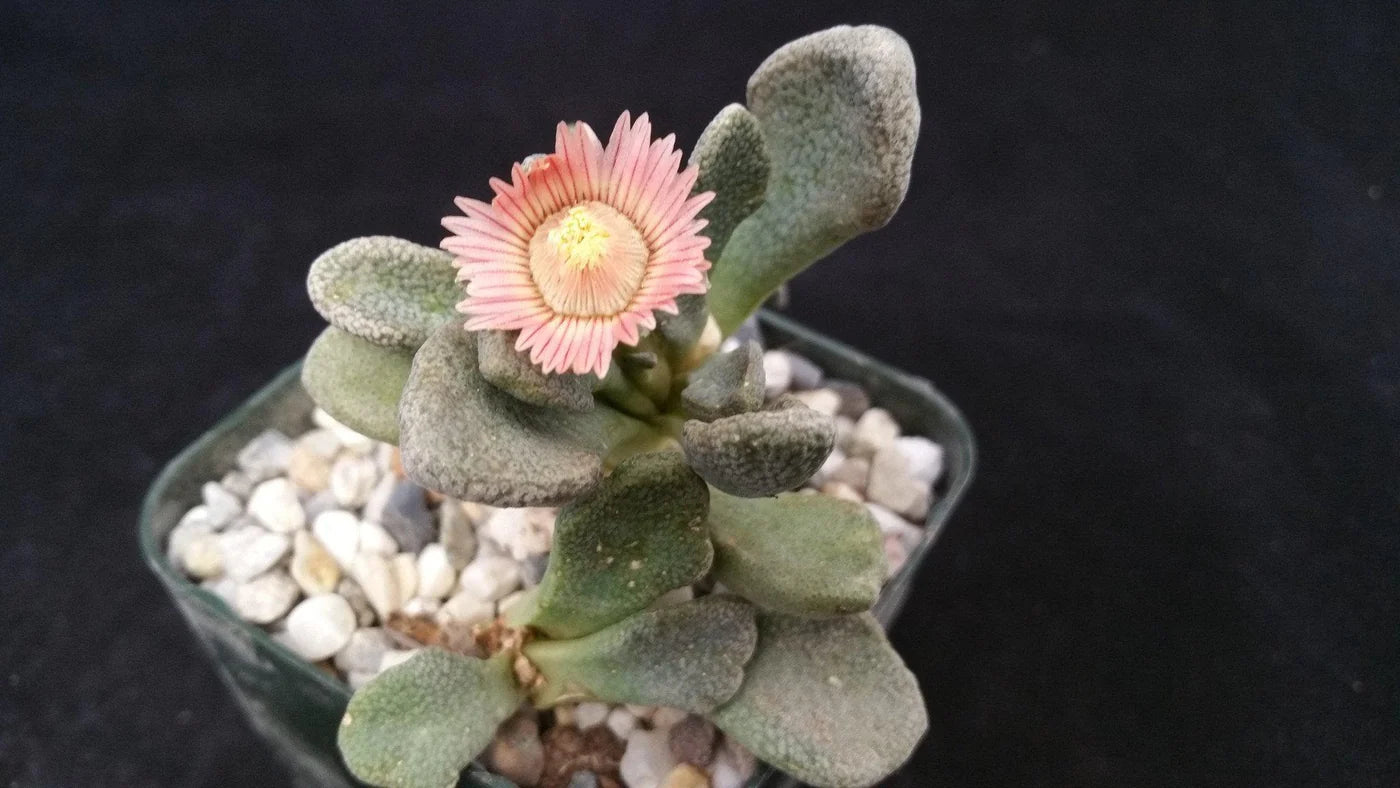 Titanopsis Fulleri Blumensamen zur Aussaat – pflegeleicht – Traditionssorte & ohne Gentechnik Samen Hausgarten