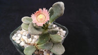 Titanopsis Fulleri Blumensamen zur Aussaat – pflegeleicht – Traditionssorte & ohne Gentechnik Samen Hausgarten