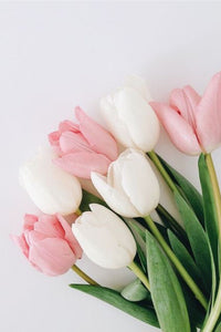 hell Rosa Tulpe Blumensamen zur Aussaat