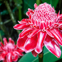 Ginger Blumensamen zur Aussaat kompakt Wuchs Traditionssorte & ohne Gentechnik Samen Hausgarten