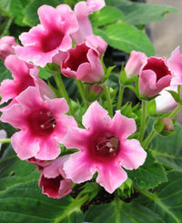 Weiß und Rosa Gloxinie Samen zur Aussaat