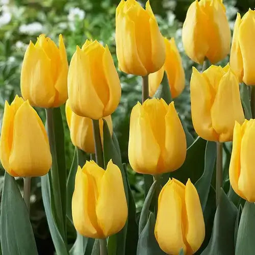 hell Gelb Tulpe Blumensamen zur Aussaat – Halbschatten verträglich – Traditionssorte & ohne Gentechnik Samen Hausgarten