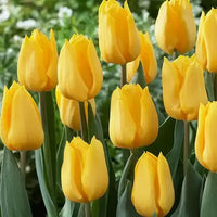 hell Gelb Tulpe Blumensamen zur Aussaat – Halbschatten verträglich – Traditionssorte & ohne Gentechnik Samen Hausgarten