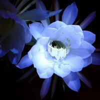 hell Blau Epiphyllum Blumensamen zur Aussaat – sonnenliebend – Traditionssorte & ohne Gentechnik Samen Hausgarten