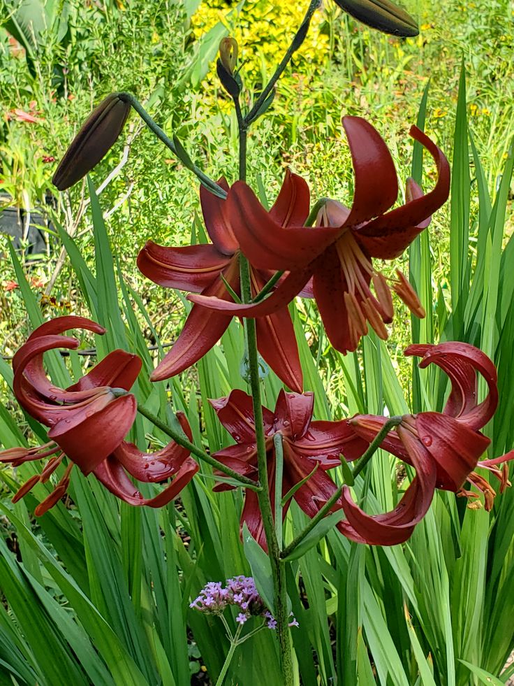 Lila Mexicali Sunburst Penstemon Blumensamen zur Aussaat – saisonal Dauerblüher – Traditionssorte & ohne Gentechnik Samen Hausgarten