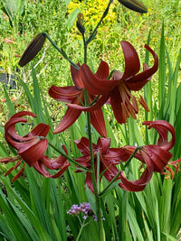 Lila Mexicali Sunburst Penstemon Blumensamen zur Aussaat – saisonal Dauerblüher – Traditionssorte & ohne Gentechnik Samen Hausgarten