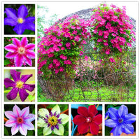 Multi-colored clematis blume samen for anpflanzung - low maintenance, heirloom & gmo free samen for home garten
 
 sale samen for anpflanzung in home garten