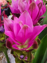 Lila Curcuma Blumensamen zur Aussaat – Schnitt Blume beliebt – Traditionssorte & ohne Gentechnik Samen Hausgarten